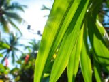 pandanblätter