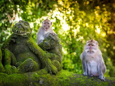 13 Tage Kombinationsreisen Indonesien - Bali: Zwischen Dschungelklängen und Wellenrauschen mit Entspannung im 5-Sterne-Hotel in Nusa Dua